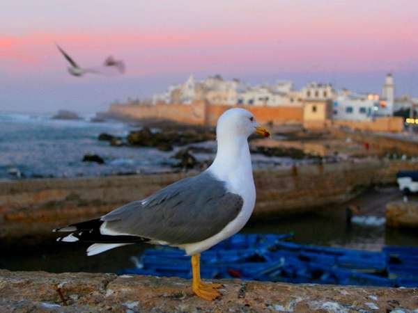 essaouira (8)